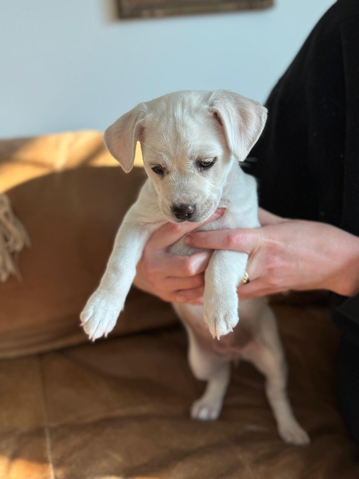 Enlarge Tater Tot, an adopted Border Terrier in Los Angeles, CA image 2/6