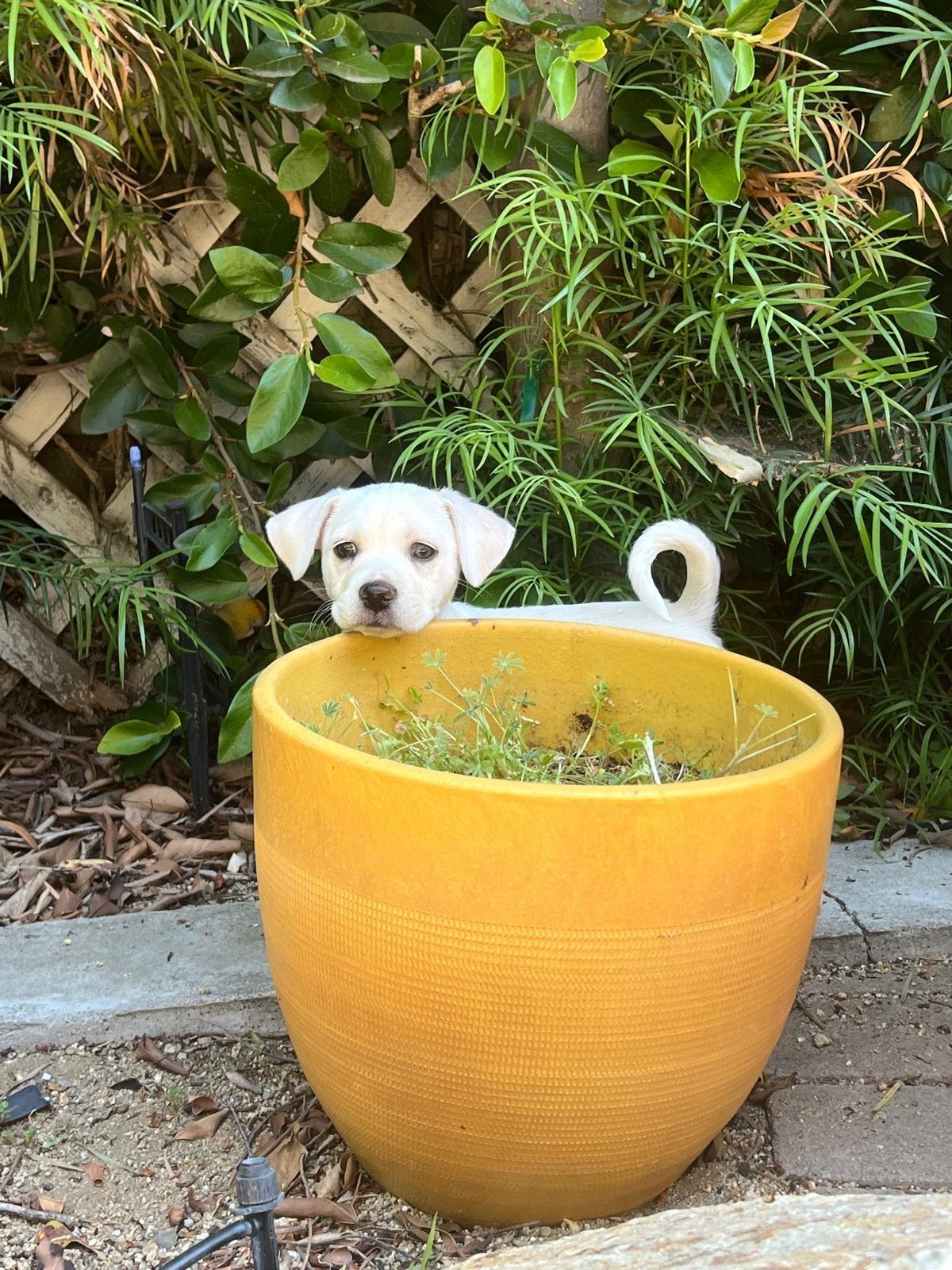 Enlarge Tater Tot, an adopted Border Terrier in Los Angeles, CA image 6/6