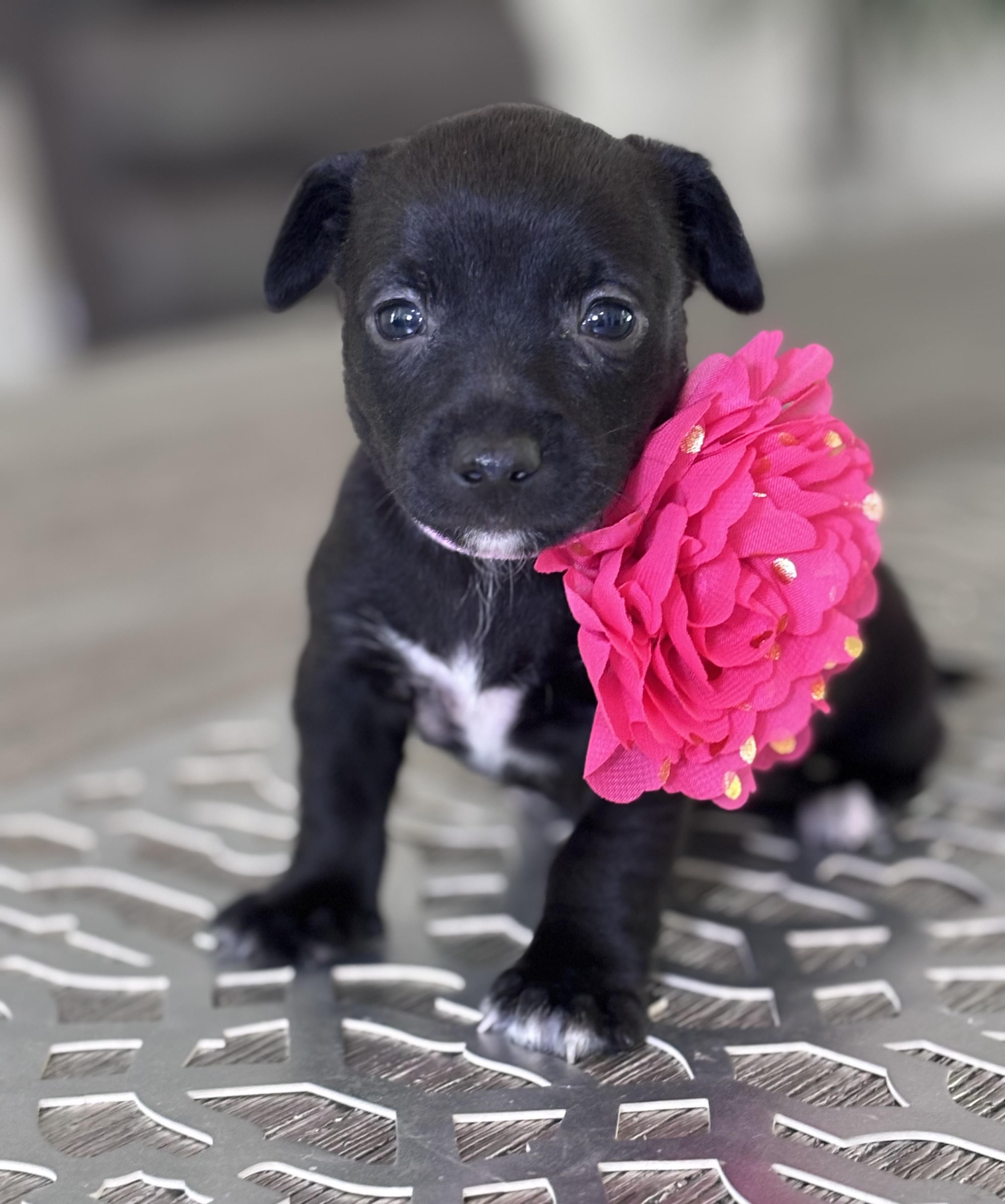 Natalie, a ADOPTABLE mixed breed in Homosassa Springs, FL image 4/5