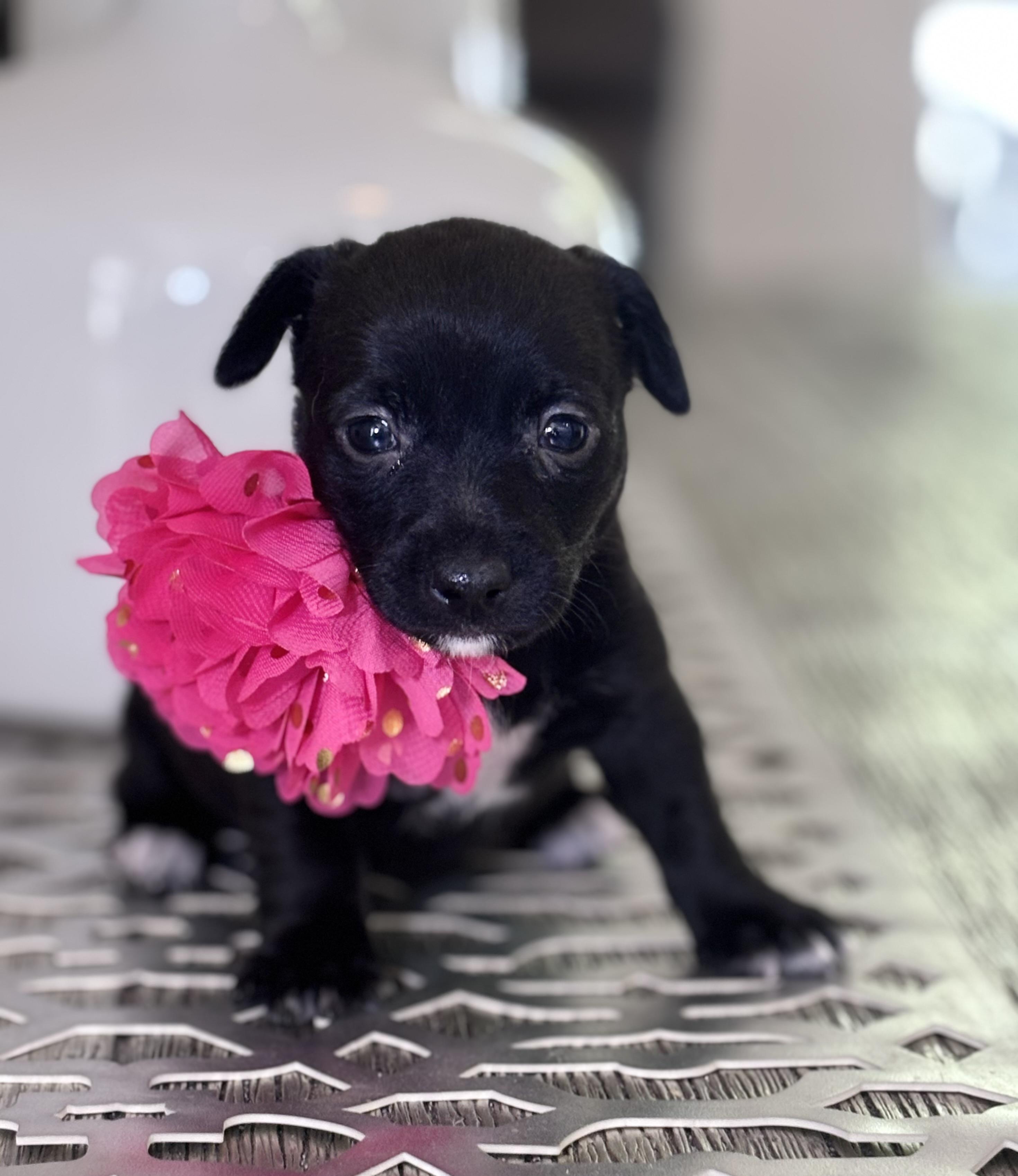 Natalie, a ADOPTABLE mixed breed in Homosassa Springs, FL image 5/5