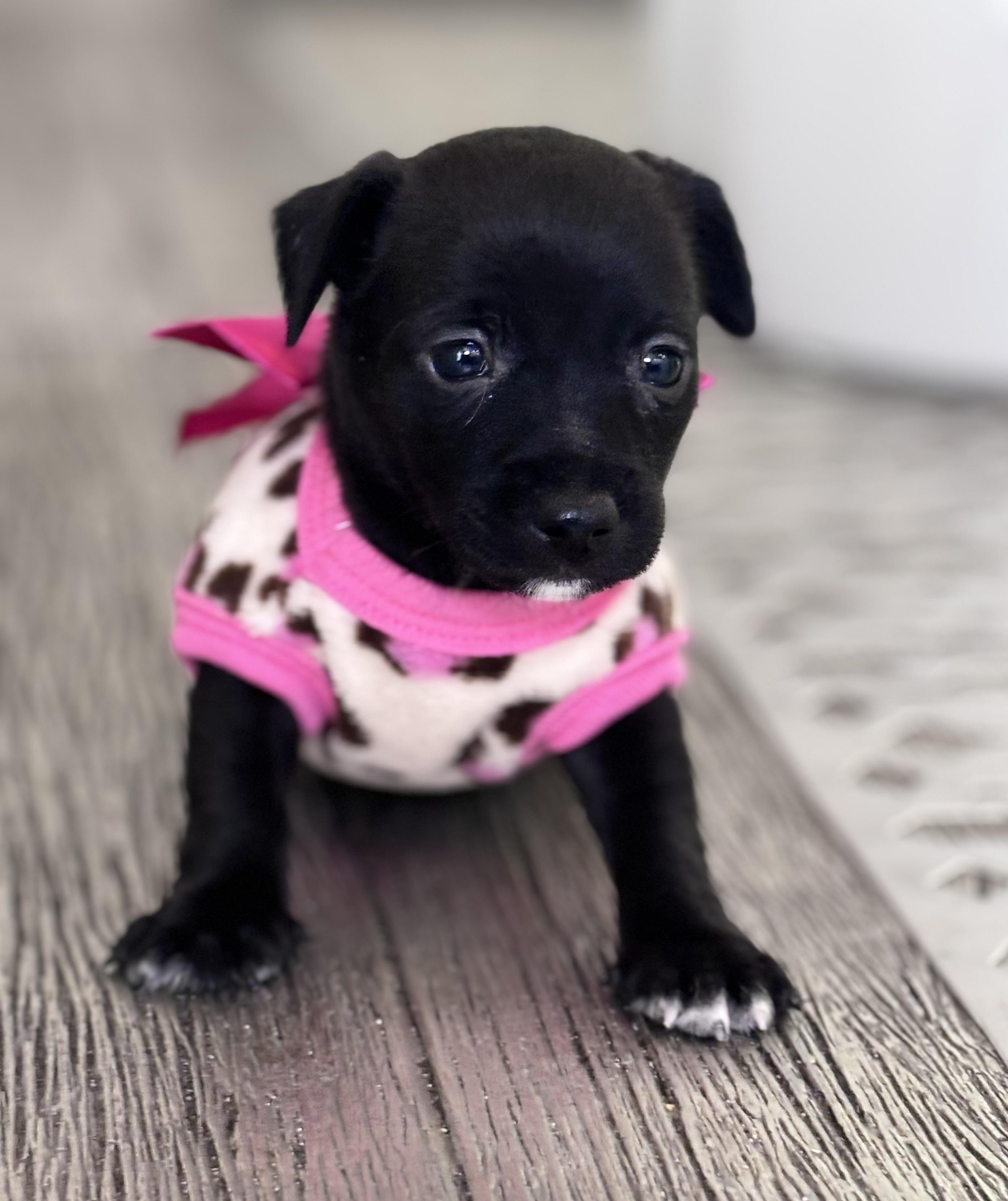 Natalie, a ADOPTABLE mixed breed in Homosassa Springs, FL image 3/5