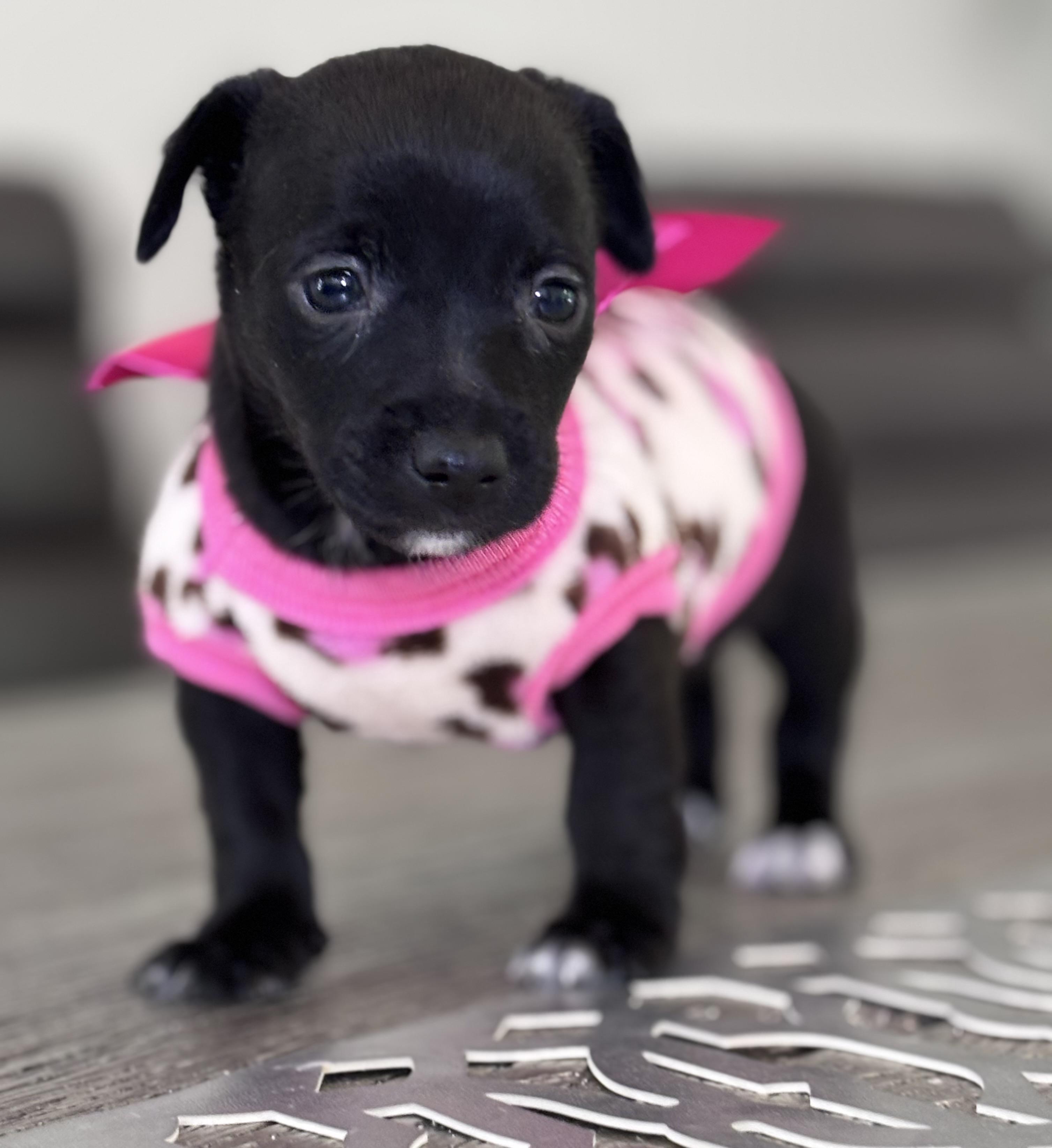 Natalie, a ADOPTABLE mixed breed in Homosassa Springs, FL image 2/5