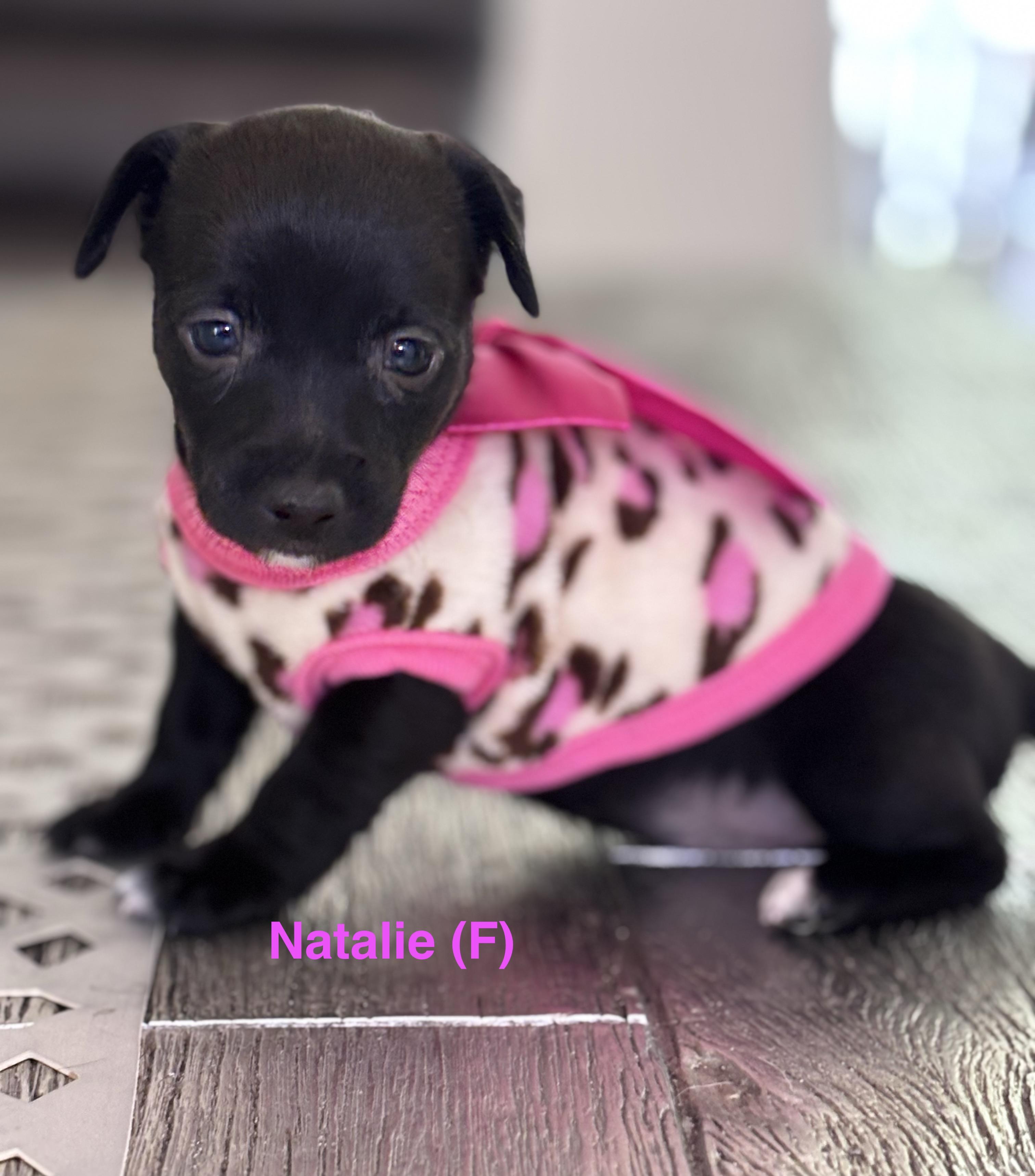 Natalie, ADOPTABLE, Puppy Female Chihuahua & Dachshund.