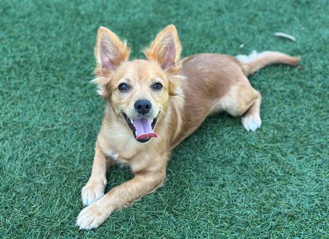 MAX, Adoptable, Adult Male Chihuahua & Papillon.