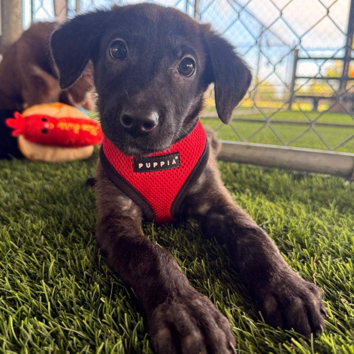 Sirocco, adopted, Puppy Male Mixed Breed & Black Labrador Retriever.