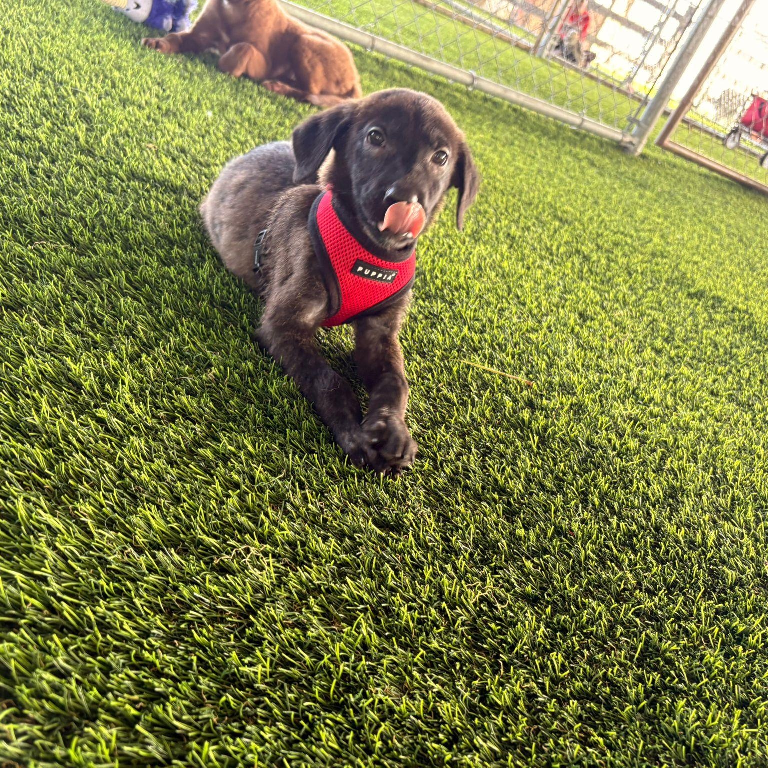 Enlarge Sirocco, an adopted mixed breed in Morristown, NJ image 2/4