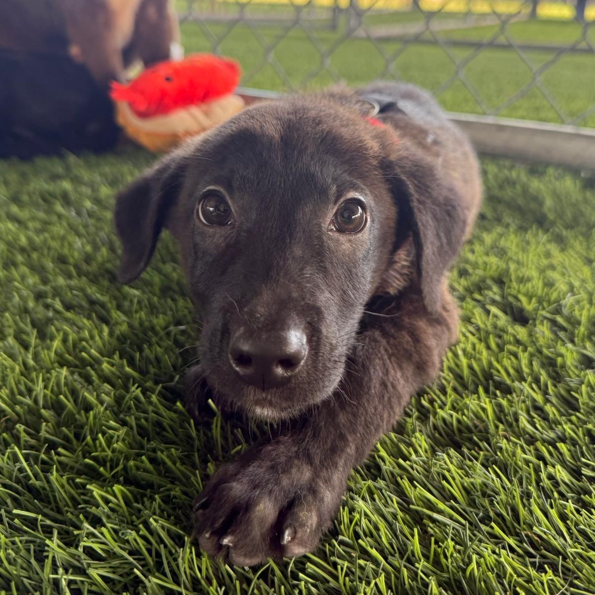 Enlarge Sirocco, an adopted mixed breed in Morristown, NJ image 3/4