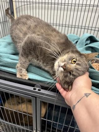Rudy, Adoptable, Adult Male Domestic Short Hair & Domestic Short Hair.