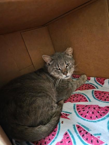 Enlarge Rudy, a Adoptable mixed breed in St. Anne, IL image 2/3