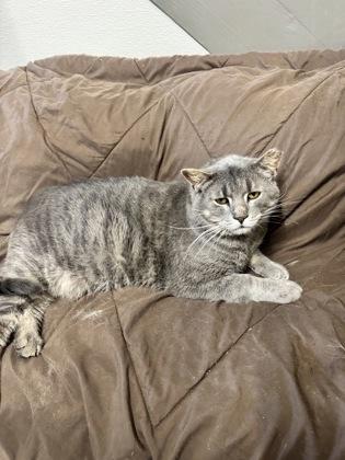 Enlarge Rudy, a Adoptable mixed breed in St. Anne, IL image 3/3