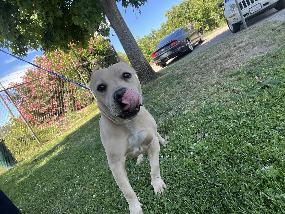 Sylvia, ADOPTABLE, Senior Female Pit Bull Terrier.
