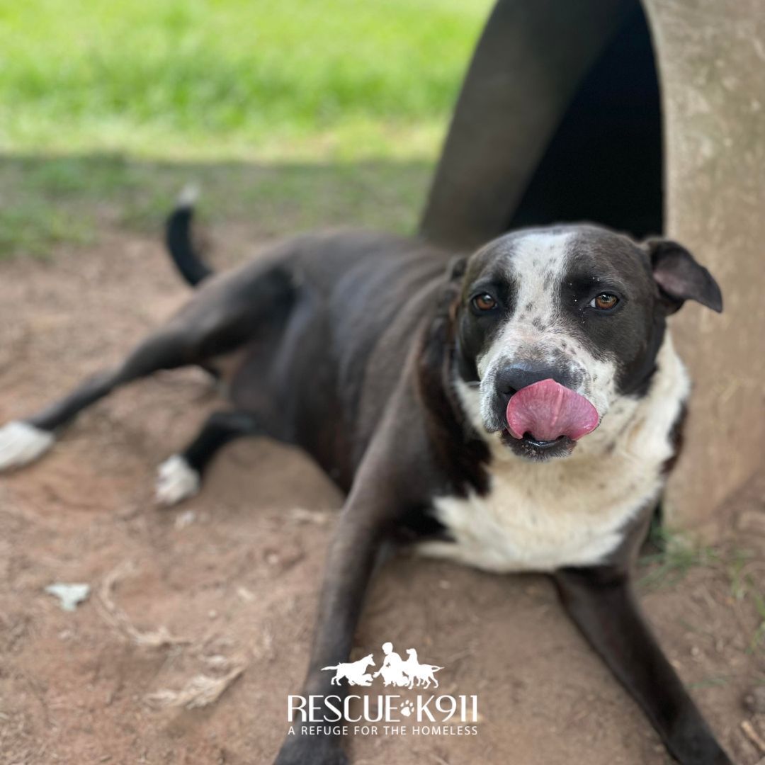 Pretty Girl, Adoptable, Adult Female Australian Cattle Dog / Blue Heeler & Border Collie.