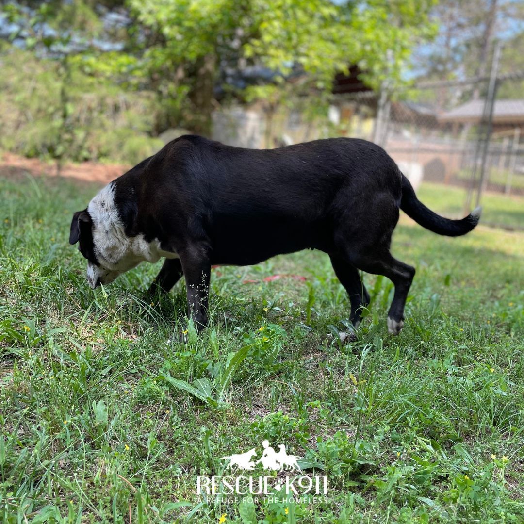 Pretty Girl, a Adoptable mixed breed in Camp Hill, AL image 2/12