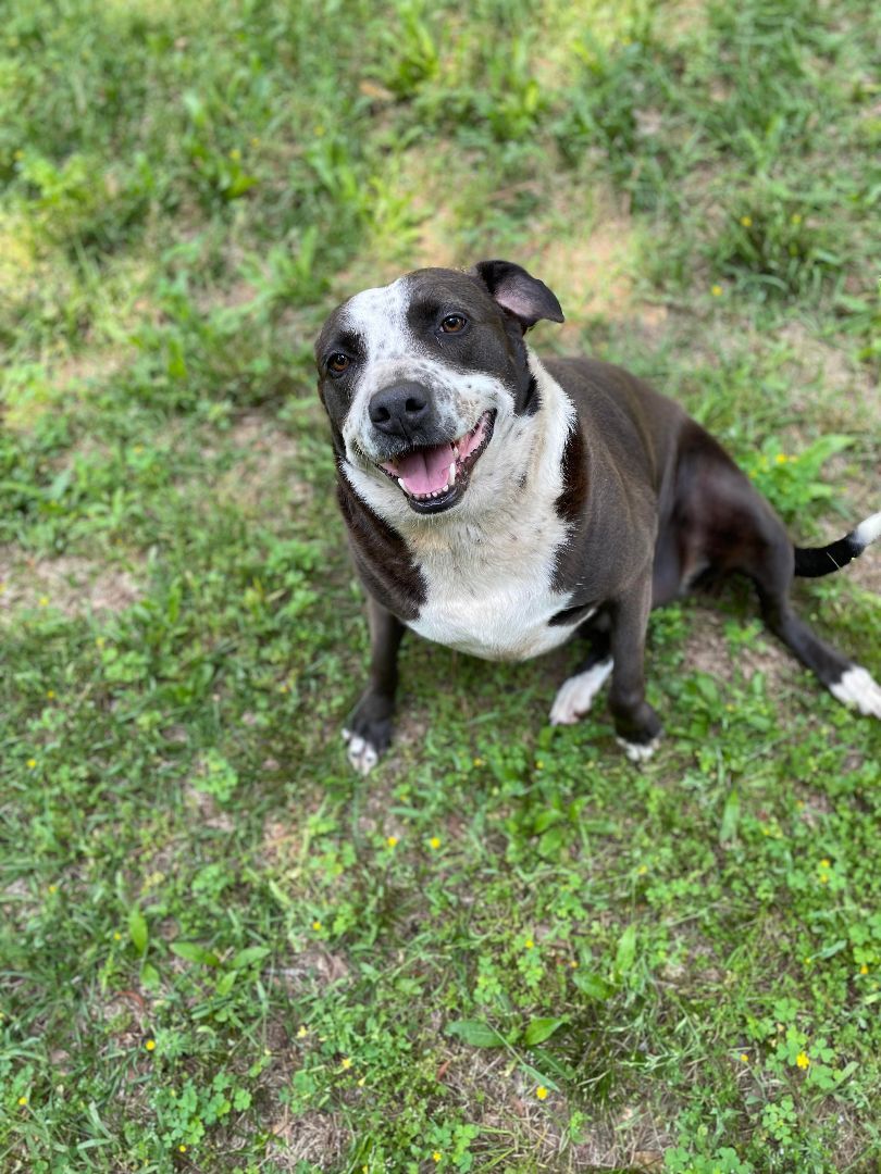Pretty Girl, Adoptable, Adult Female Australian Cattle Dog / Blue Heeler & Border Collie.