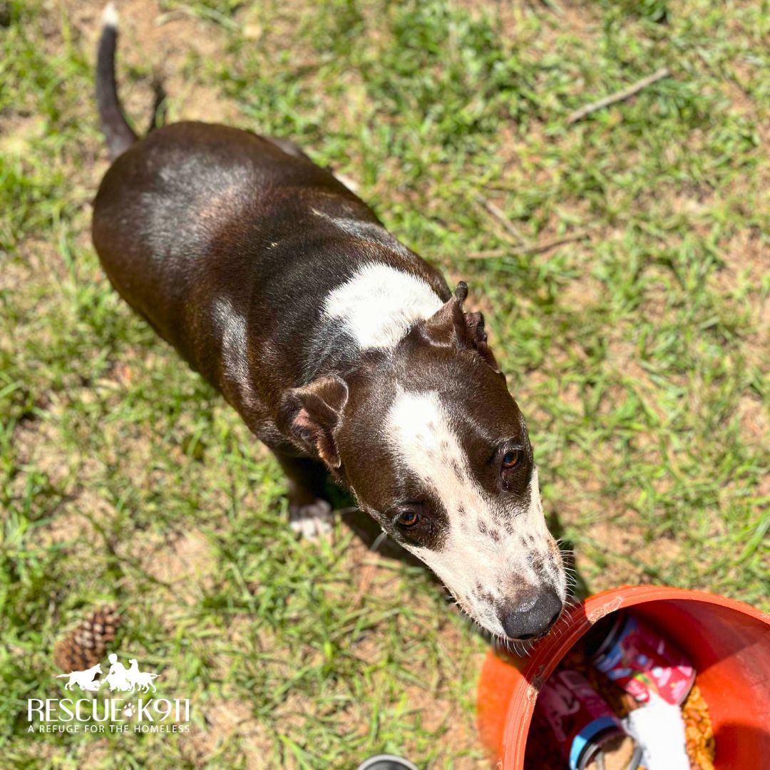 Pretty Girl, a Adoptable mixed breed in Camp Hill, AL image 4/12