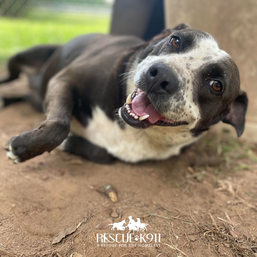 Pretty Girl, a Adoptable mixed breed in Camp Hill, AL image 5/12