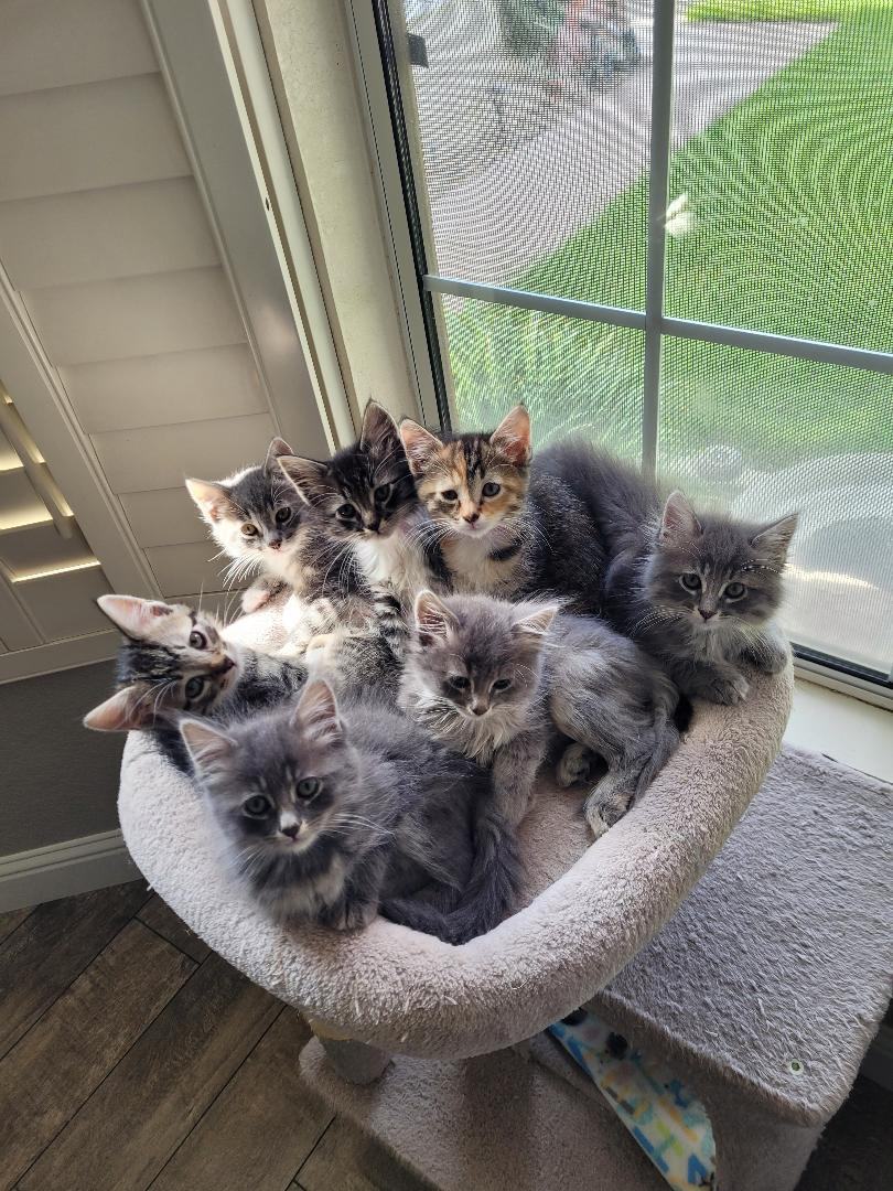 BOGIE, Adopted, Kitten Male Maine Coon & Domestic Medium Hair.