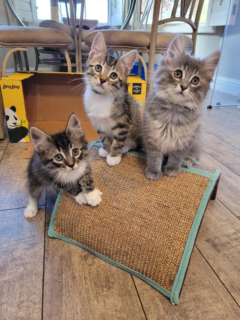 BOGIE, a Adopted mixed breed in Escalon, CA image 2/6