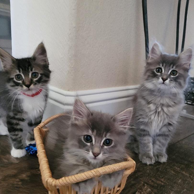 BOGIE, a Adopted mixed breed in Escalon, CA image 3/6