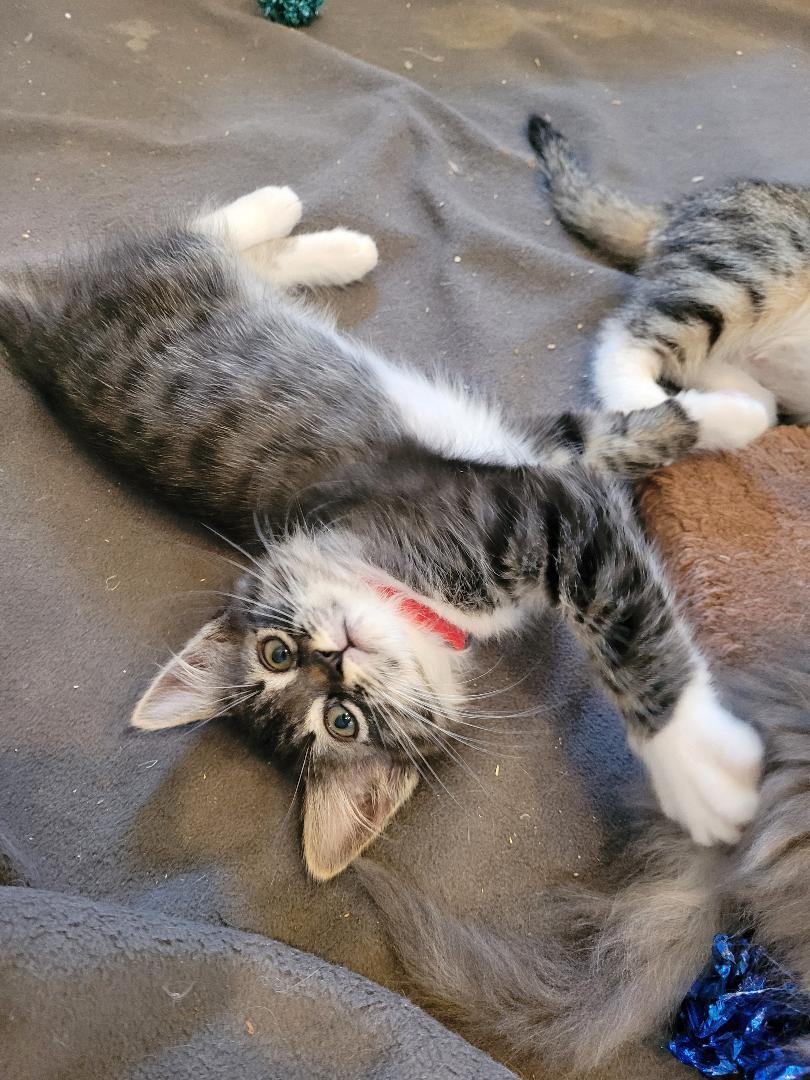 BOGIE, Adopted, Kitten Male Maine Coon & Domestic Medium Hair.