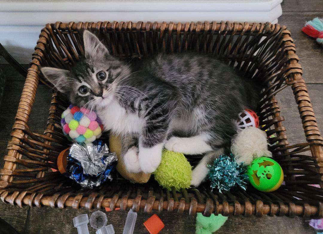 BOGIE, a Adopted mixed breed in Escalon, CA image 5/6