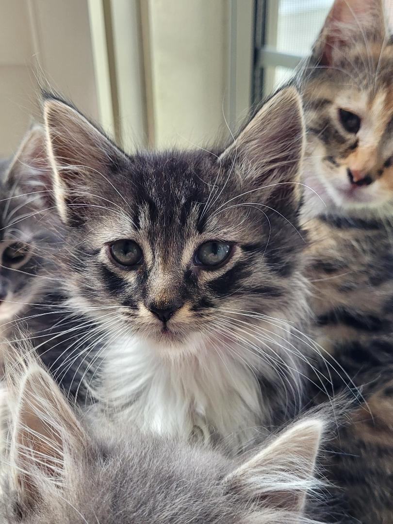 BOGIE, a Adopted mixed breed in Escalon, CA image 6/6