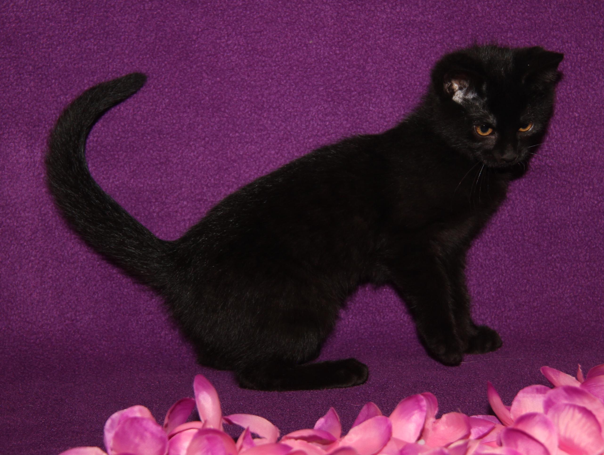 Truffletoot (Spayed) (Bonded Pair w/Opila) photo 2