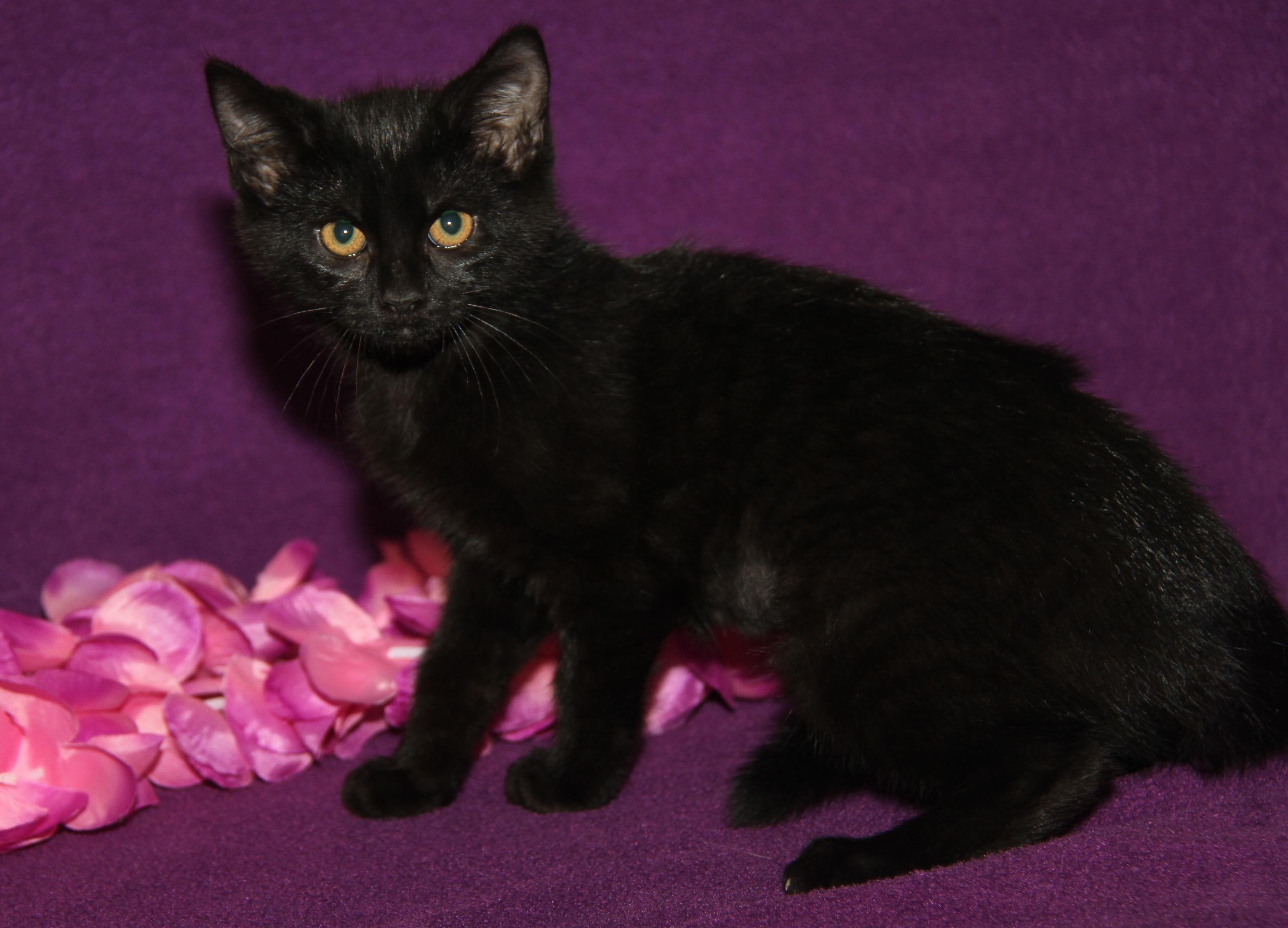 Truffletoot (Spayed) (Bonded Pair w/Opila), Baby Female Domestic Short Hair