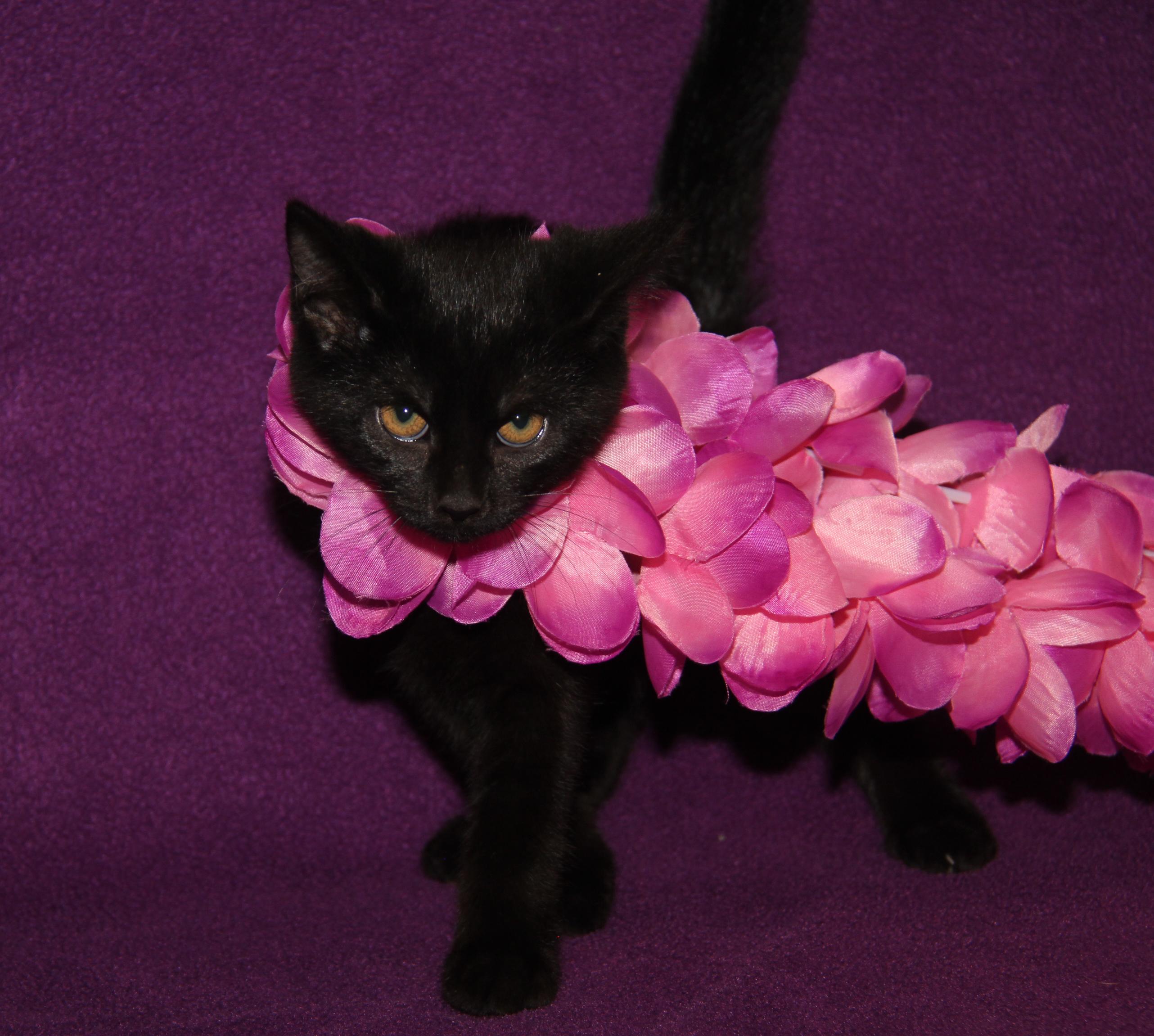 Truffletoot (Spayed) (Bonded Pair w/Opila) photo 5