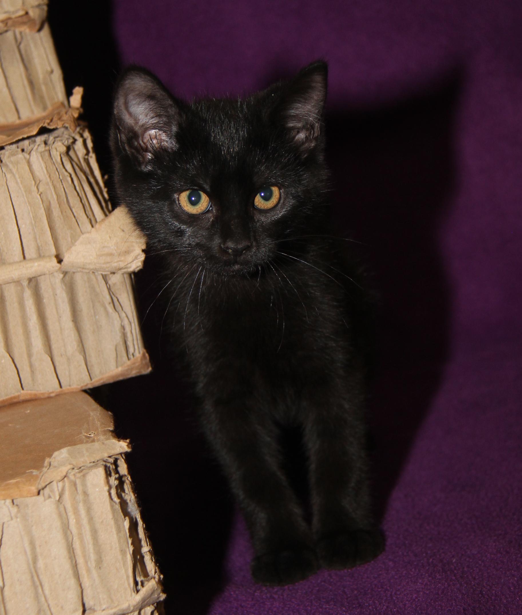 Truffletoot (Spayed) (Bonded Pair w/Opila) photo 4