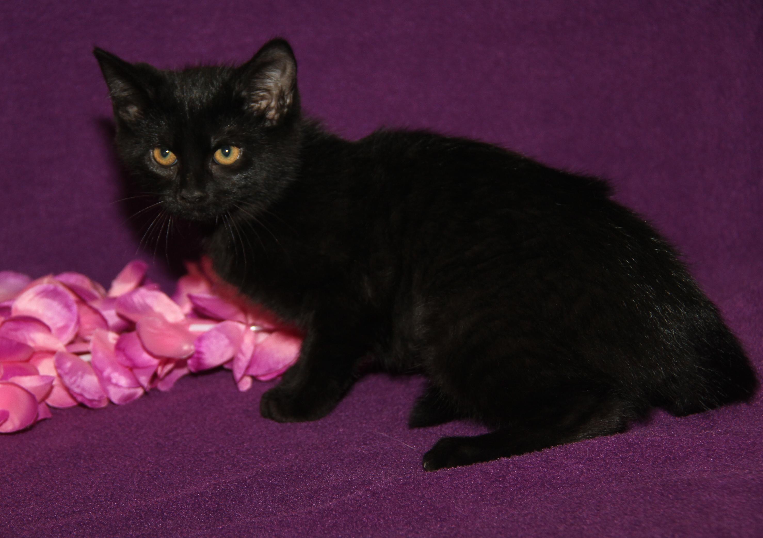 Truffletoot (Spayed) (Bonded Pair w/Opila) photo 6