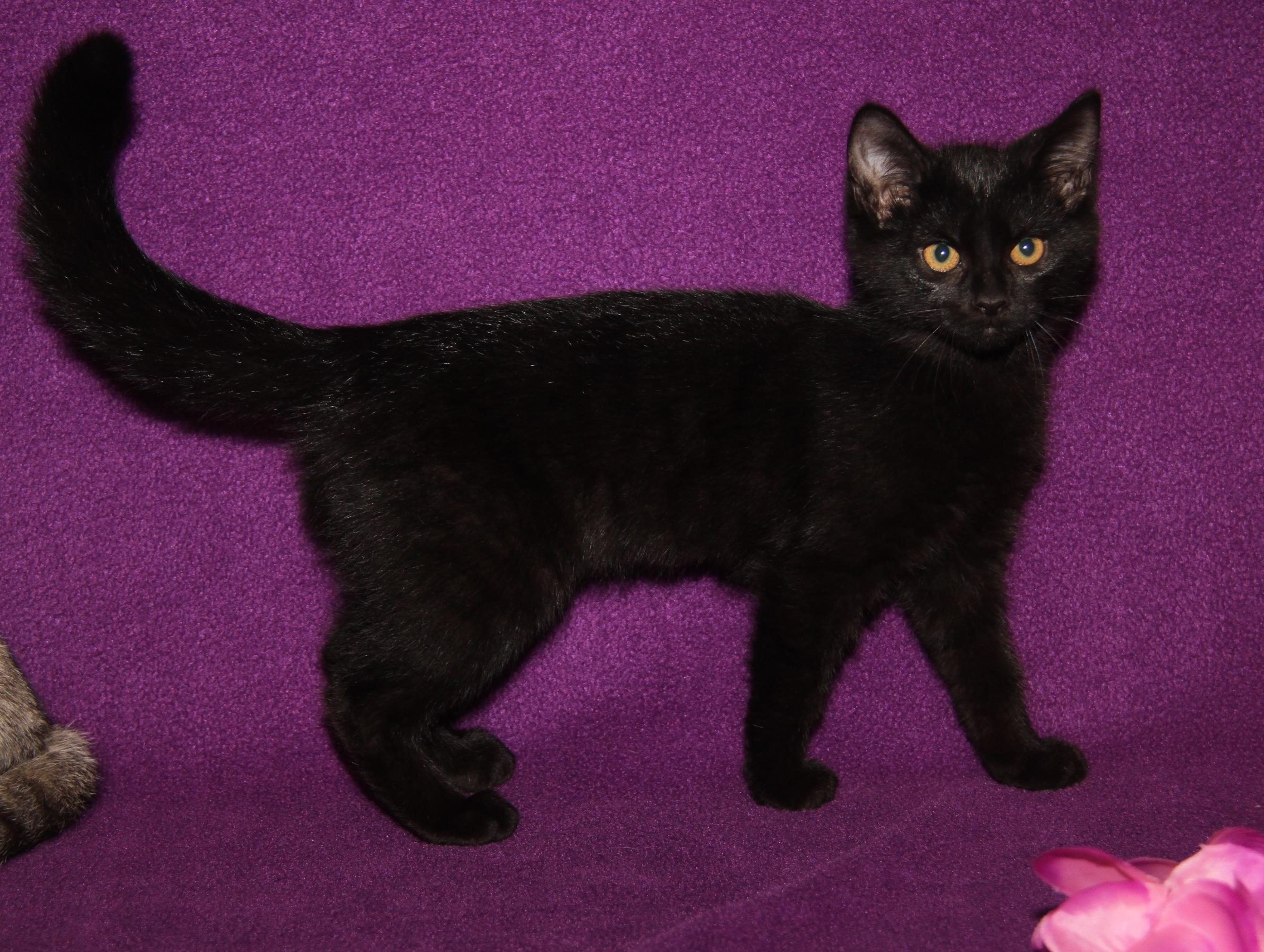 Truffletoot (Spayed) (Bonded Pair w/Opila) photo 3
