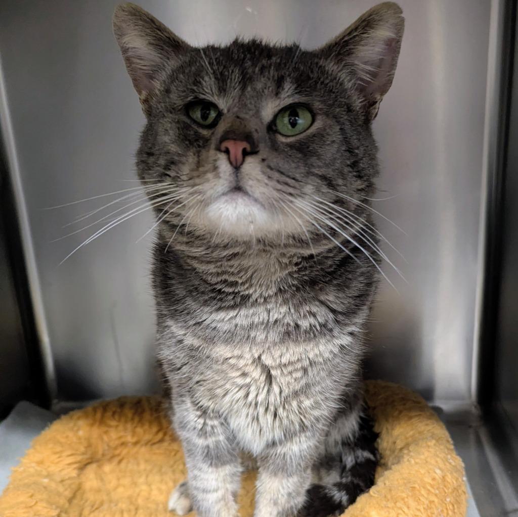 Jack, Adoptable, Young Male Domestic Short Hair.