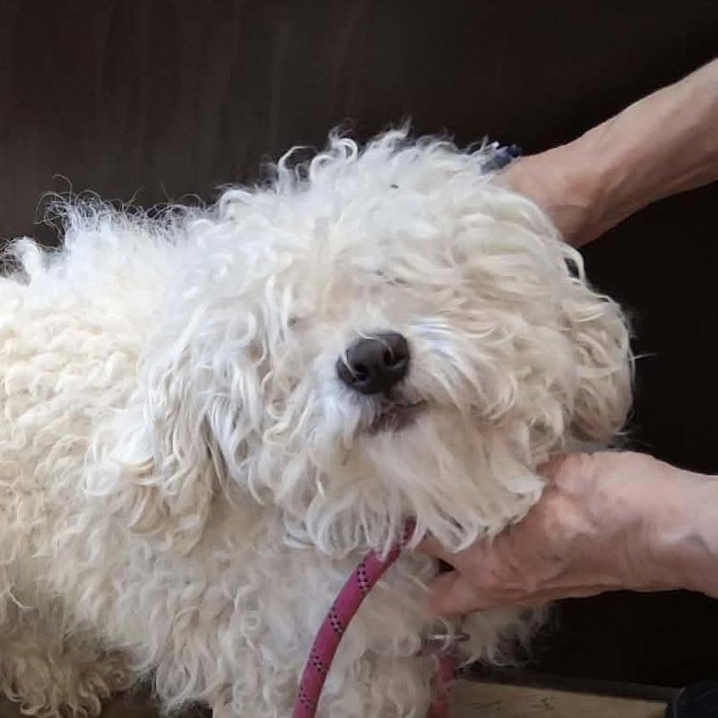 Lacey (in PA), Adoptable, Adult Female Bichon Frise & Poodle.