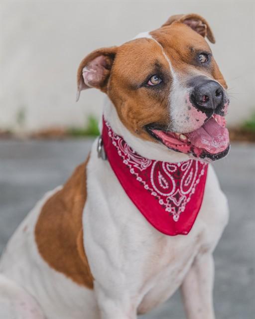 Enlarge RONY, a Adoptable American Bulldog in Miami, FL image 1/1