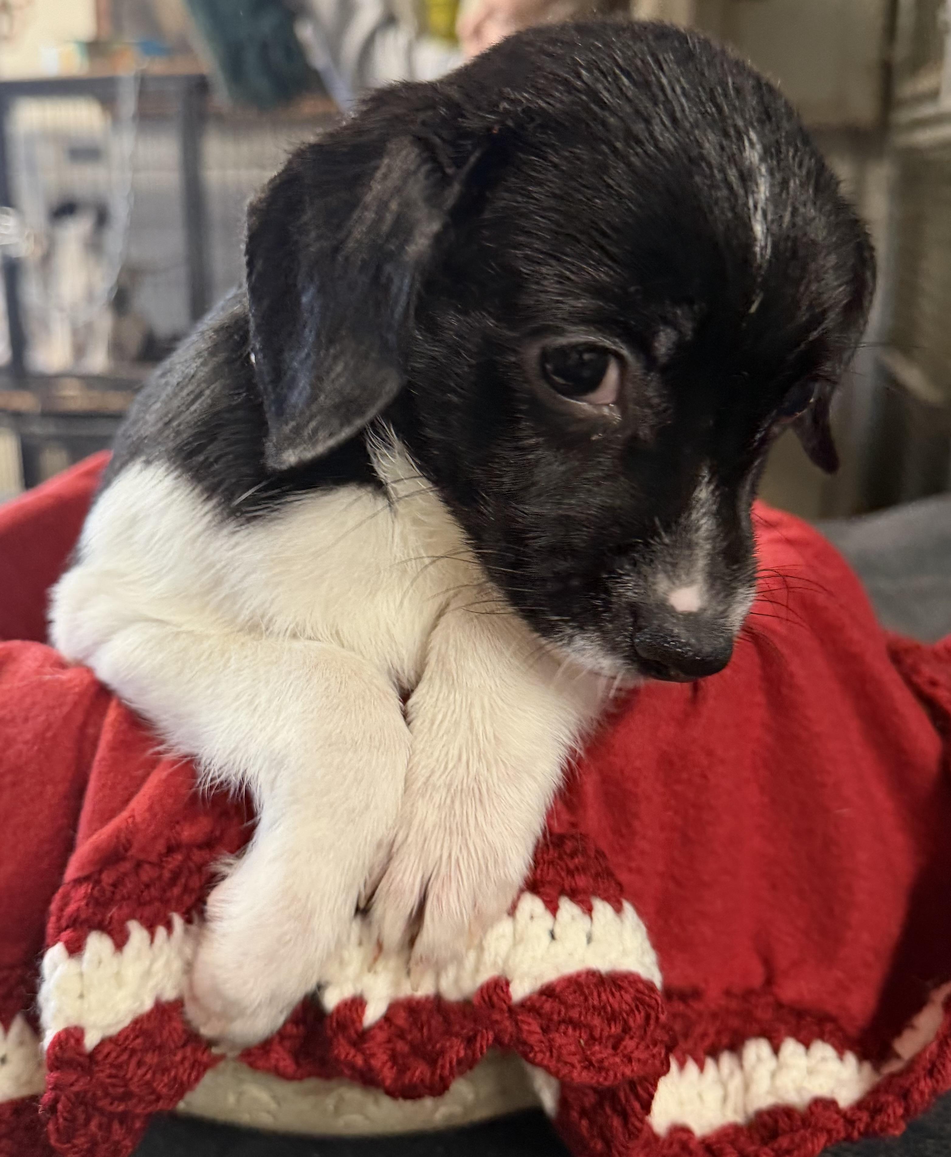 Enlarge Arlo, a ADOPTABLE mixed breed in Vinemont, AL image 1/1