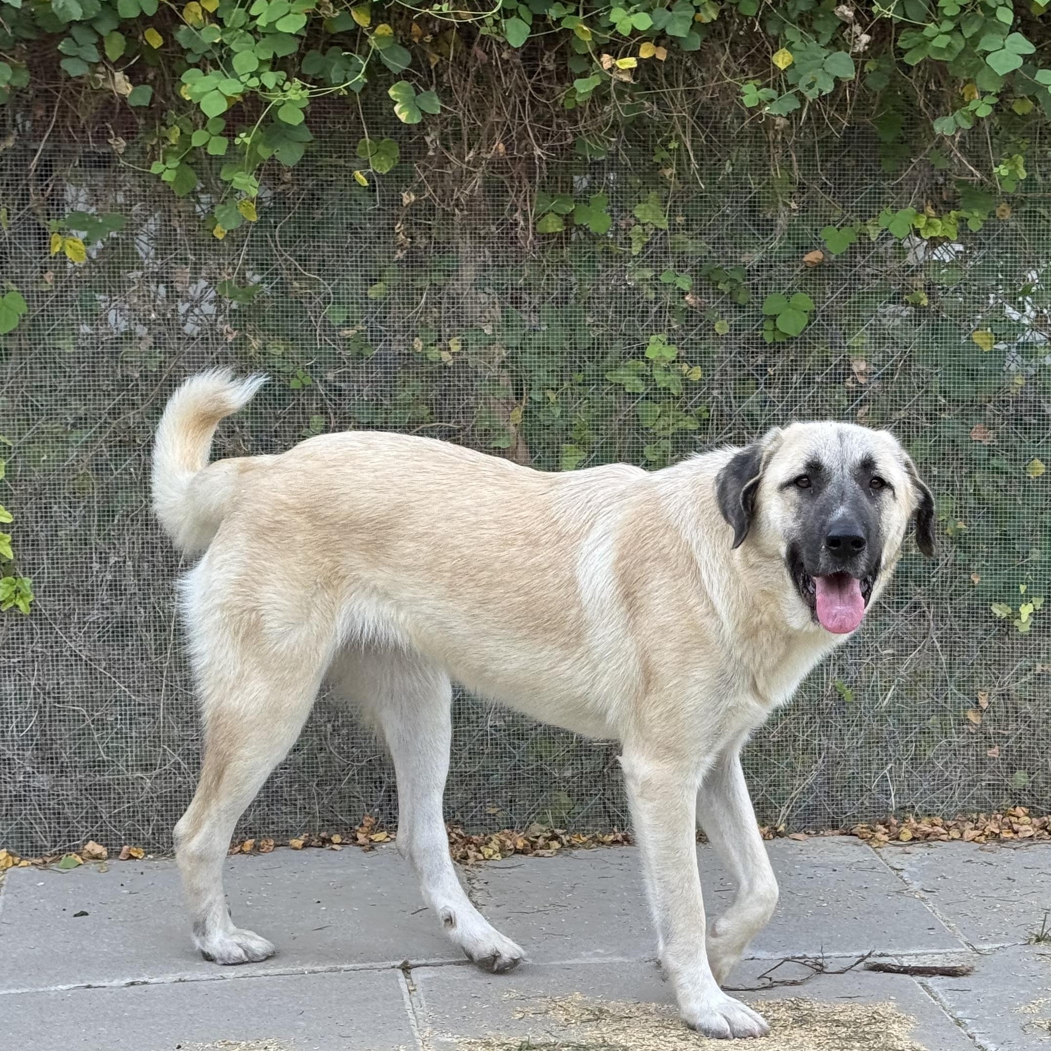 Enlarge DOLLY- HOUSTON TX, a Adoptable Anatolian Shepherd in Alvin, TX image 3/6