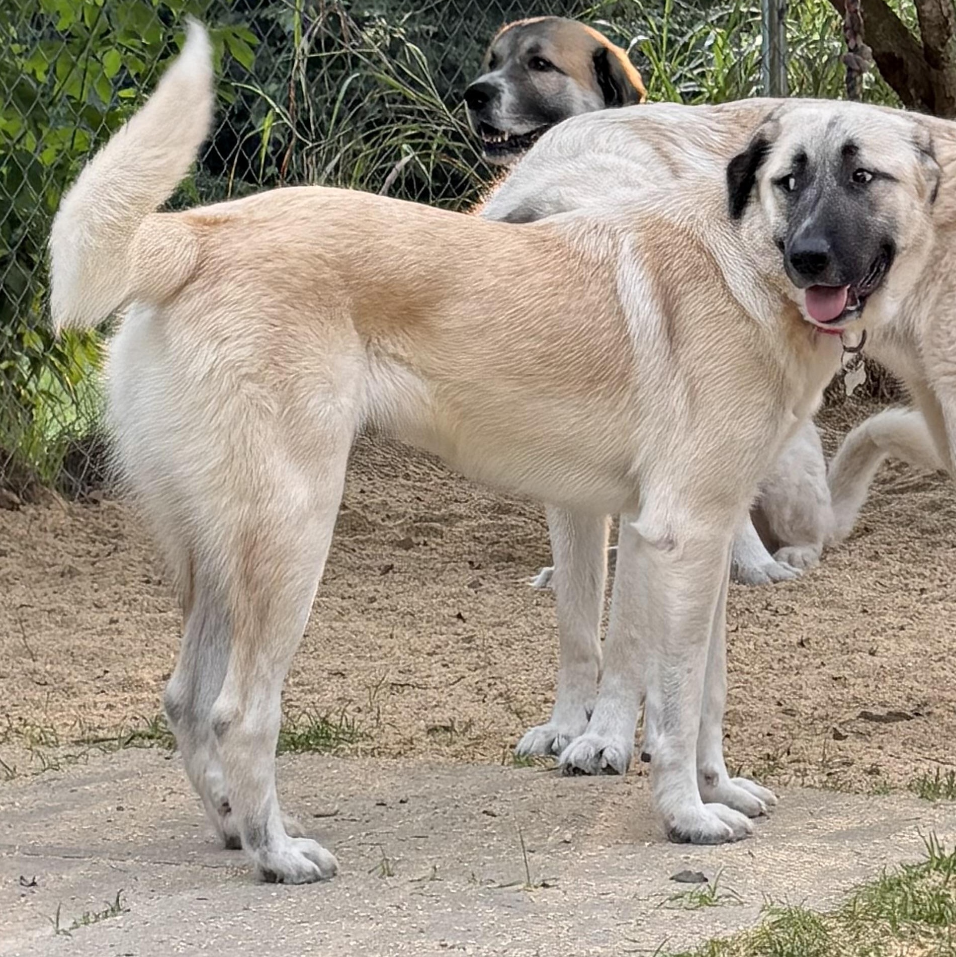 Enlarge DOLLY- HOUSTON TX, a Adoptable Anatolian Shepherd in Alvin, TX image 6/6