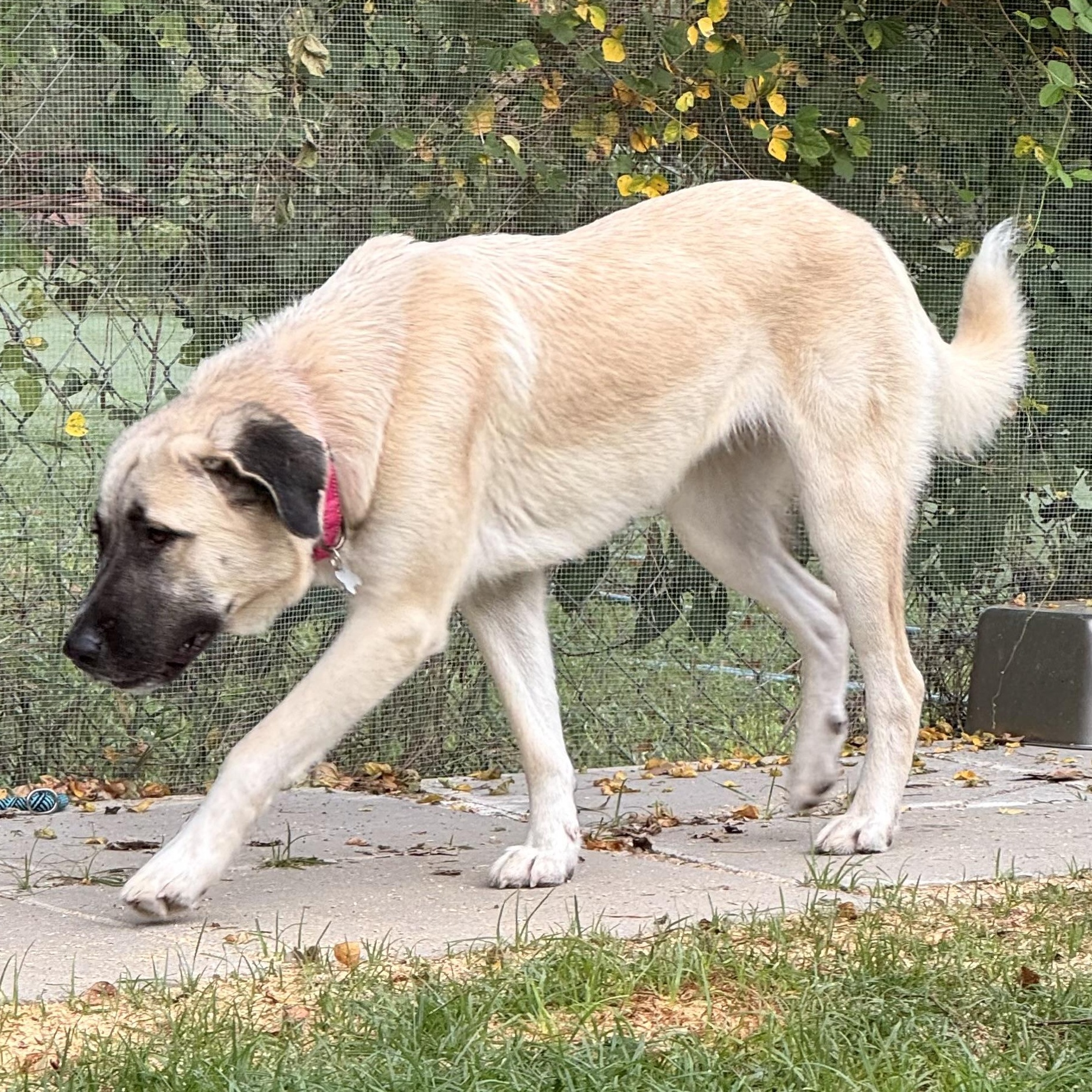 Enlarge DOLLY- HOUSTON TX, a Adoptable Anatolian Shepherd in Alvin, TX image 4/6