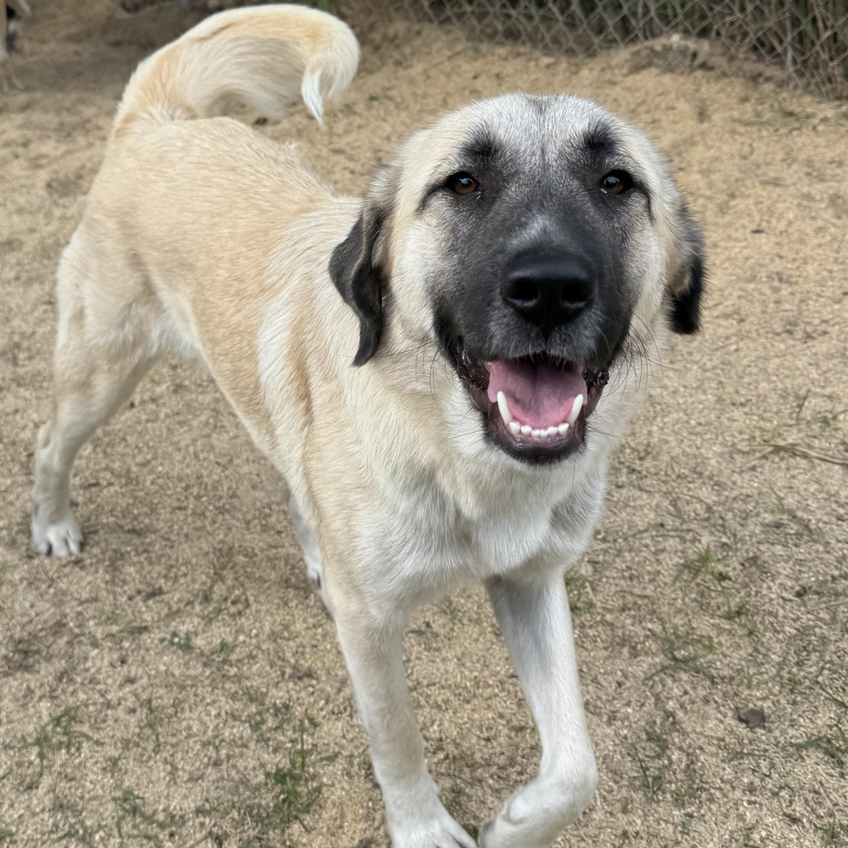 Enlarge DOLLY- HOUSTON TX, a Adoptable Anatolian Shepherd in Alvin, TX image 1/6