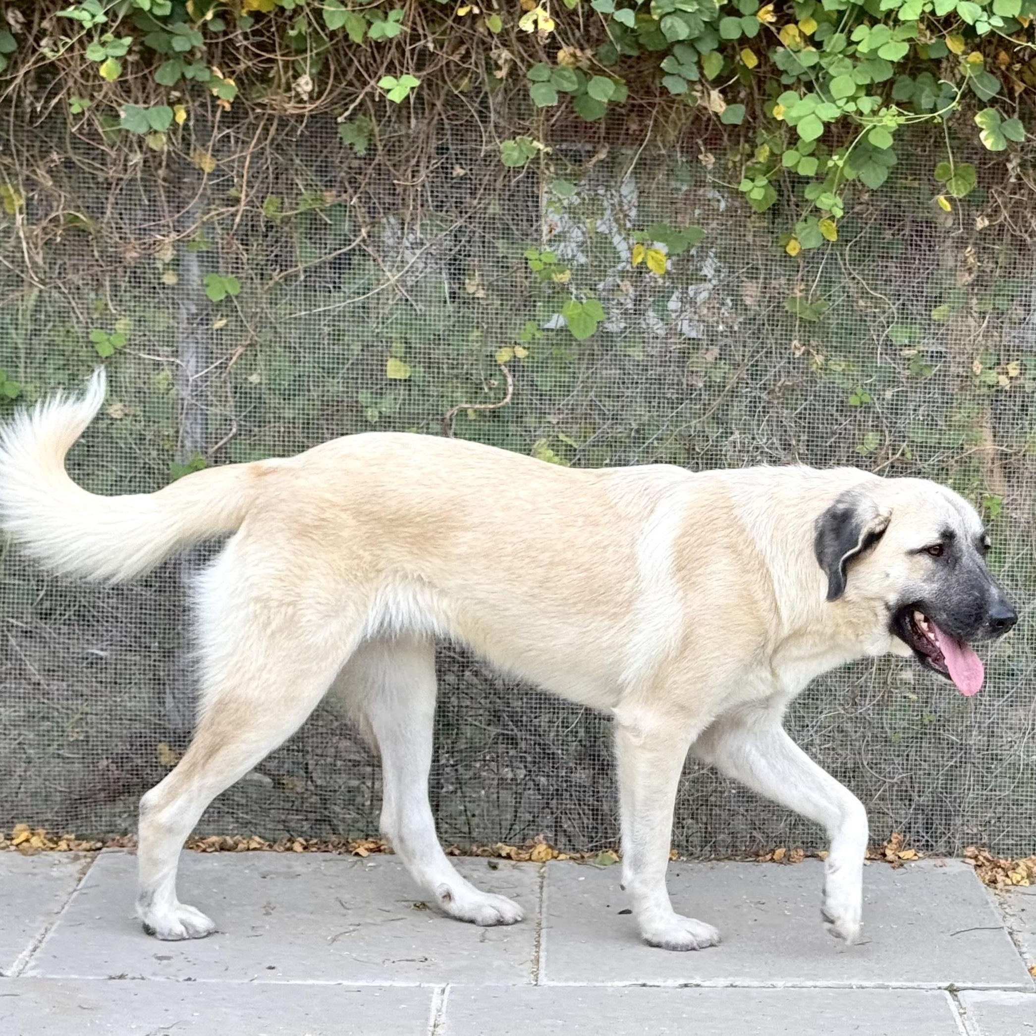 Enlarge DOLLY- HOUSTON TX, a Adoptable Anatolian Shepherd in Alvin, TX image 2/6
