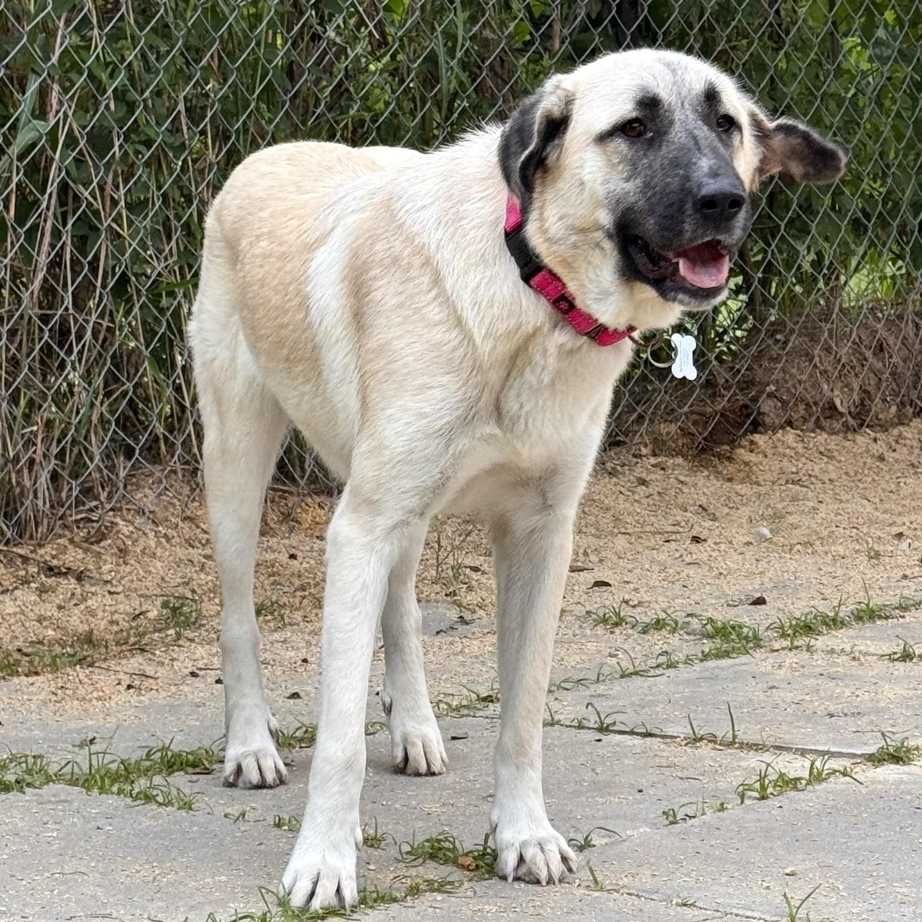Enlarge DOLLY- HOUSTON TX, a Adoptable Anatolian Shepherd in Alvin, TX image 5/6