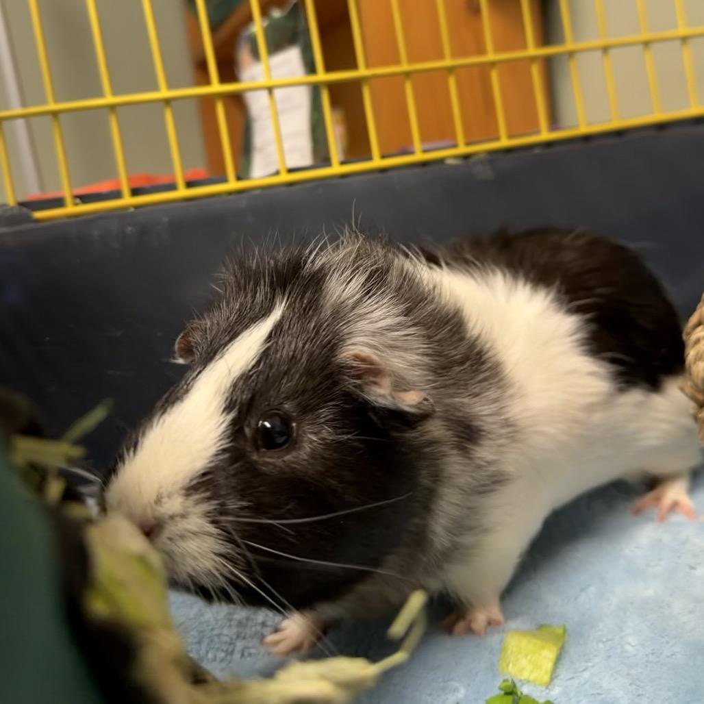 Manuel, a Adoptable Guinea Pig in Middlebury, VT image 1/6
