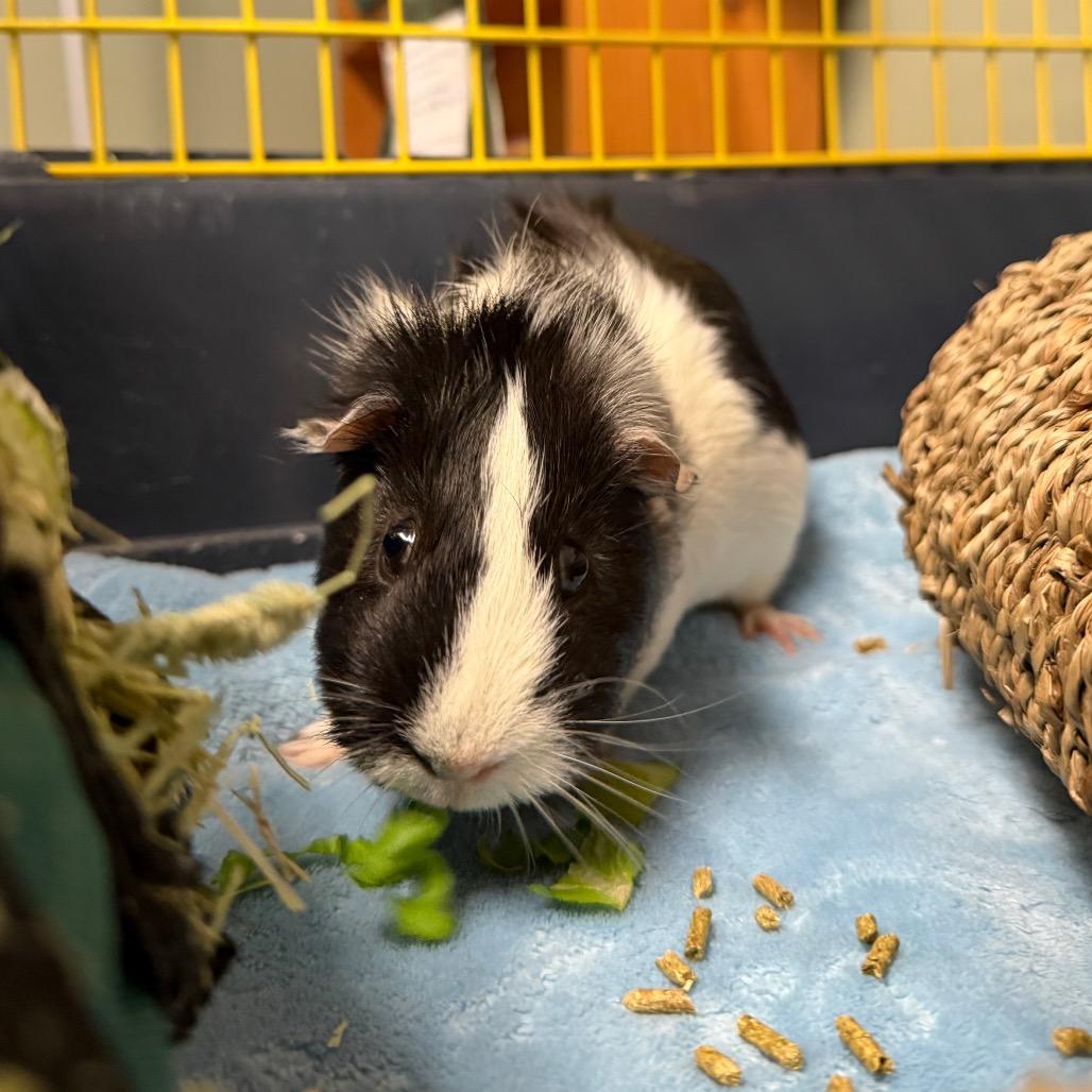 Manuel, a Adoptable Guinea Pig in Middlebury, VT image 2/6