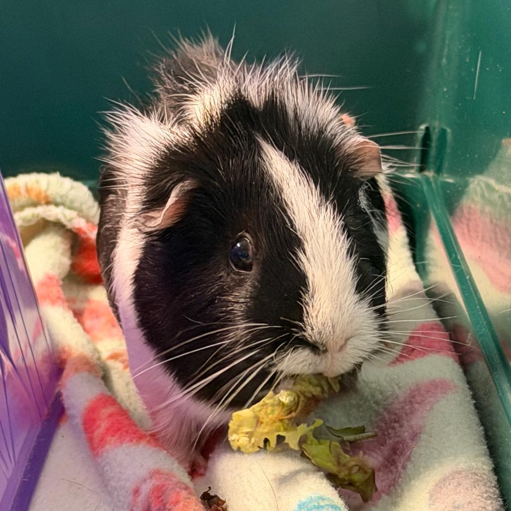 Manuel, a Adoptable Guinea Pig in Middlebury, VT image 3/6