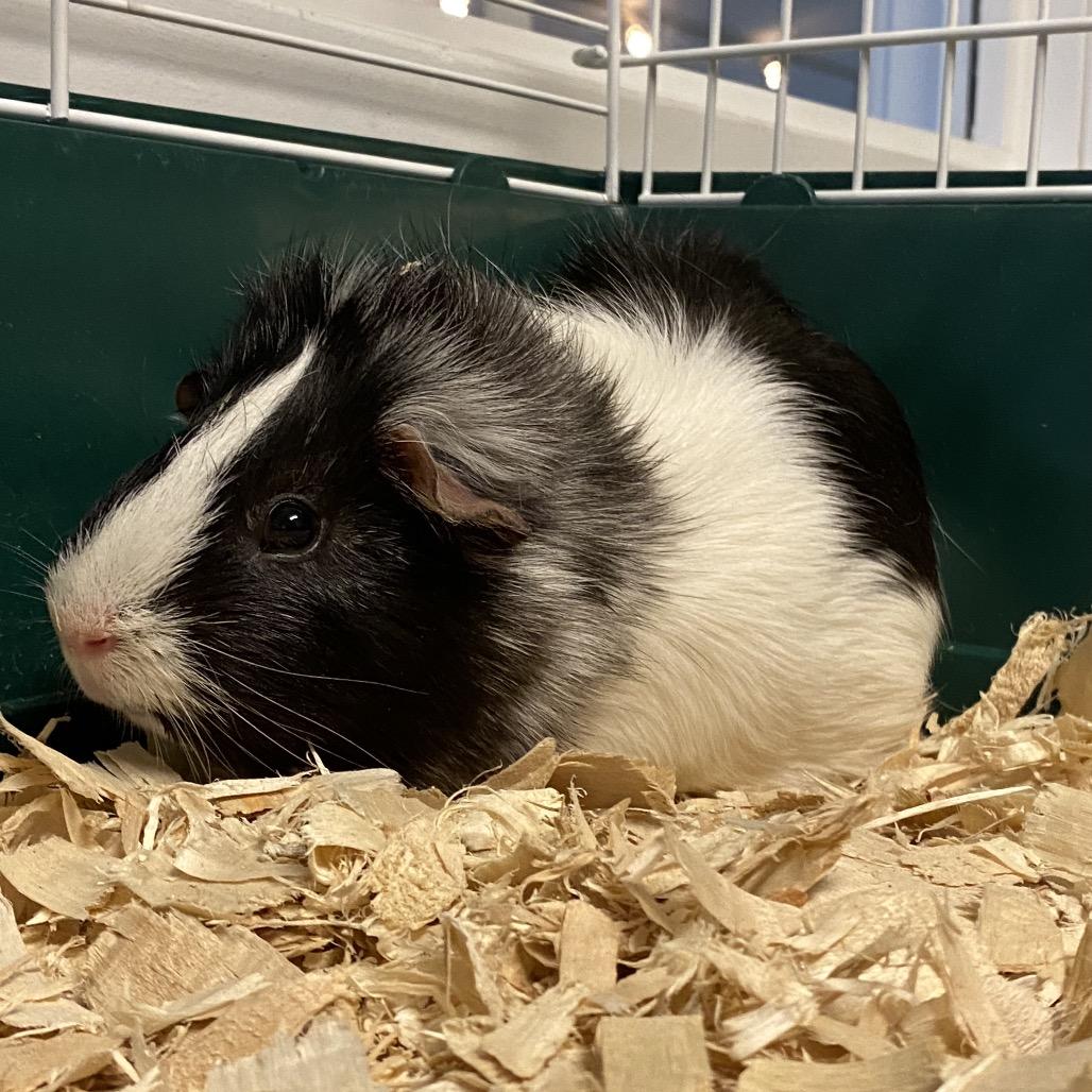 Manuel, a Adoptable Guinea Pig in Middlebury, VT image 4/6