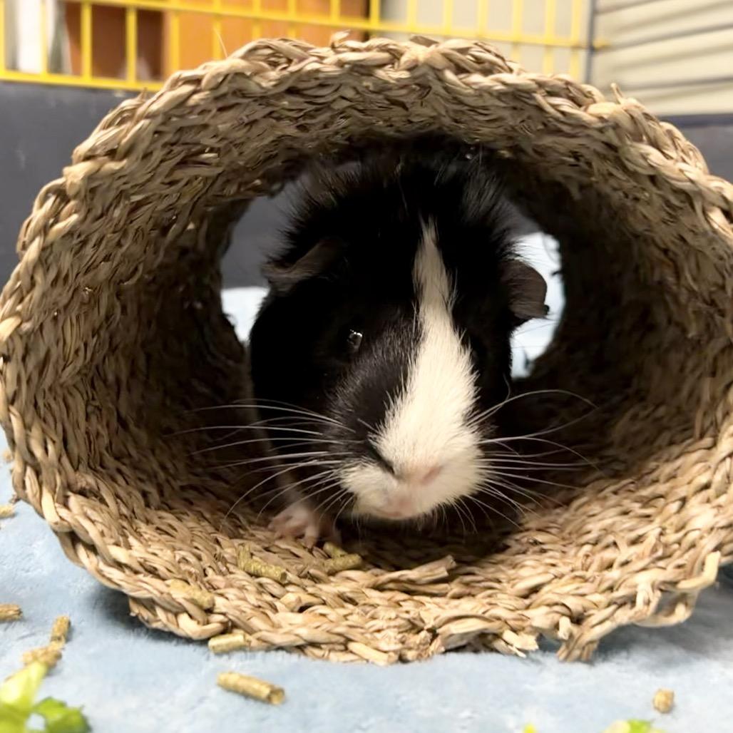 Manuel, a Adoptable Guinea Pig in Middlebury, VT image 5/6