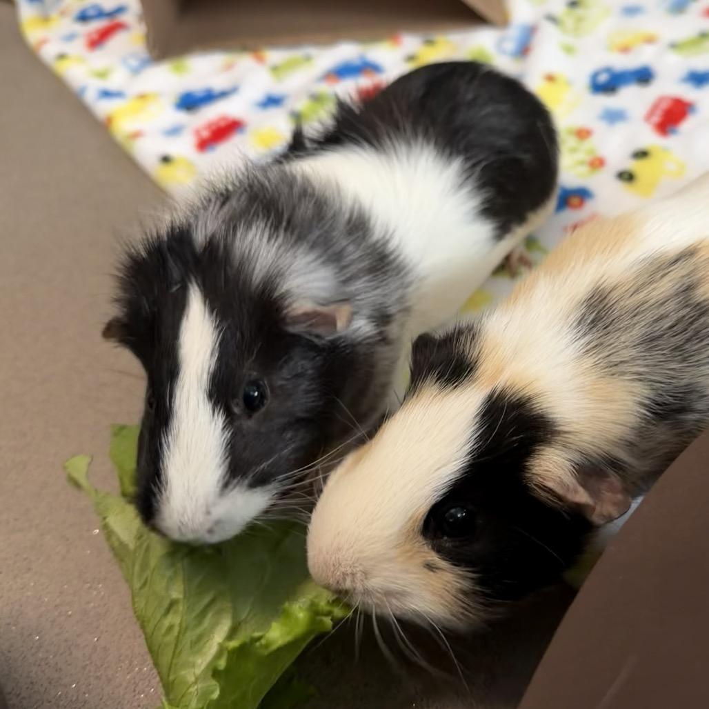 Manuel, a Adoptable Guinea Pig in Middlebury, VT image 6/6