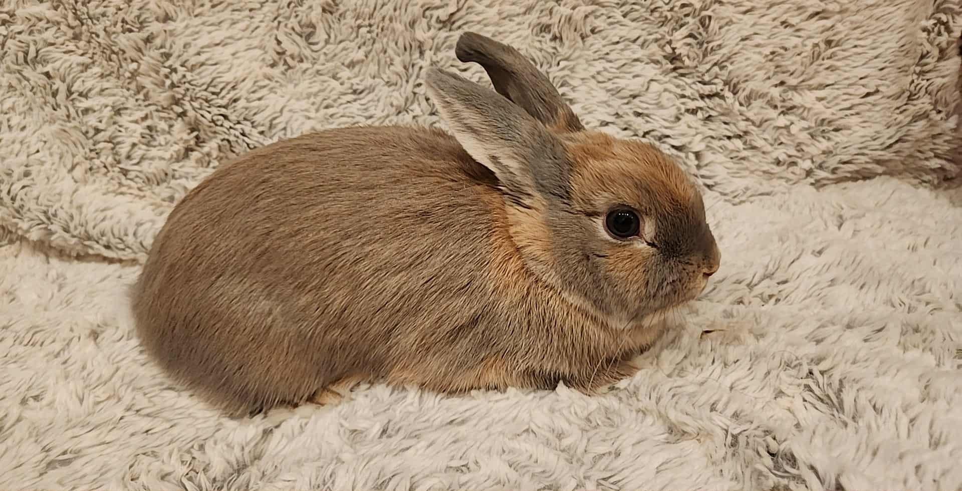 Enlarge Pumpkin Spice, a ADOPTABLE American in Salt Lake City, UT image 3/3