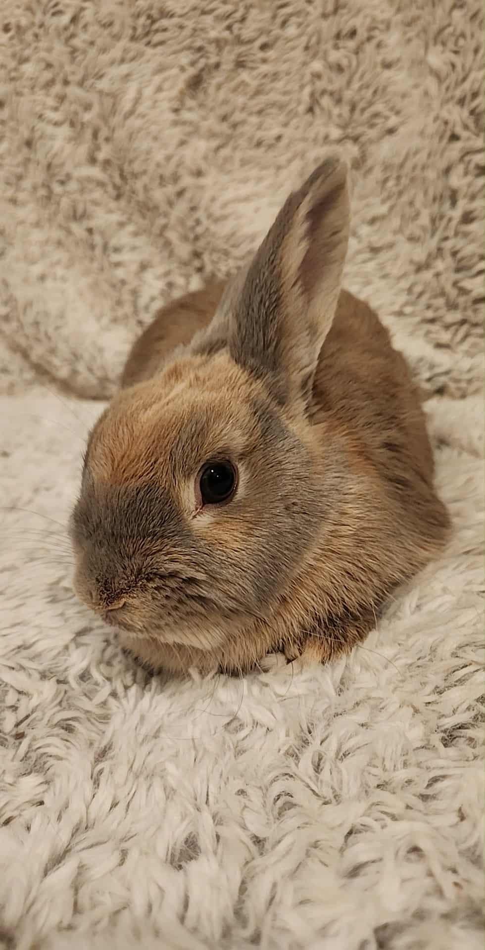 Enlarge Pumpkin Spice, a ADOPTABLE American in Salt Lake City, UT image 2/3